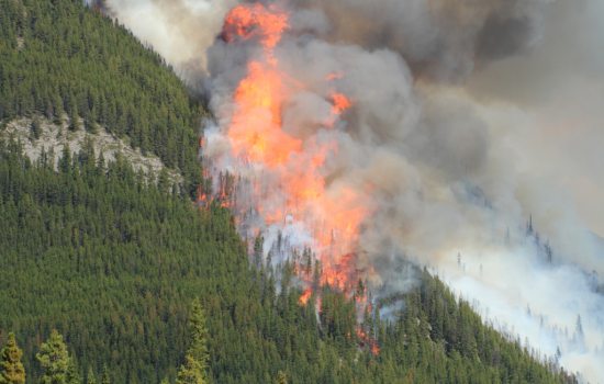 How Wildfires in Canada Can Impact Grid Reliability